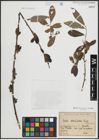 Foto von Salix atrocinerea Brot.